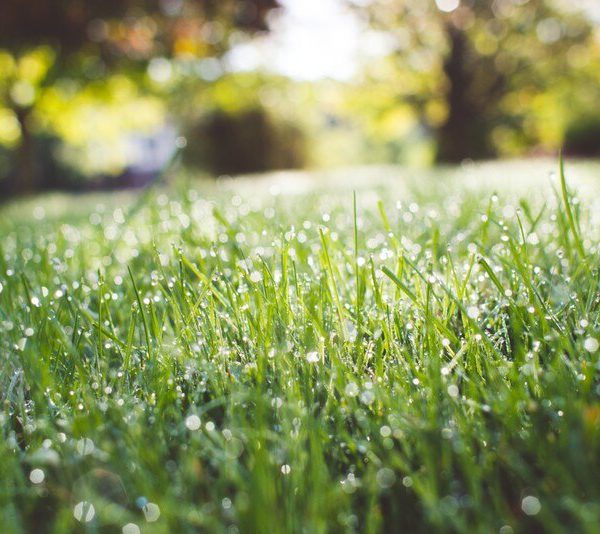 A photo of green grasss in an outdoor setting