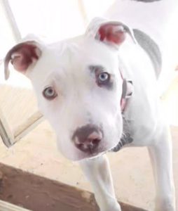 Cornwallis’ Crittergram Page