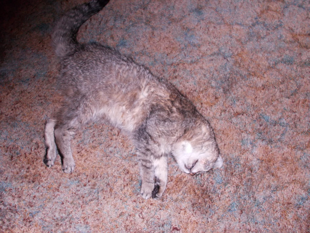 Cornwallis’ Crittergram Page