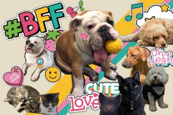 collage of dogs and cats