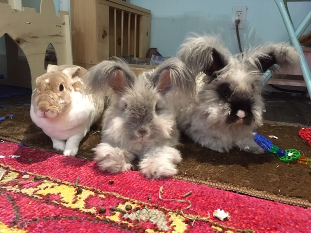 Cornwallis’ Crittergram Page